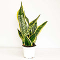 Bodur Paşa Kılıcı Sansevieria Laurentii Superba 30-40cm