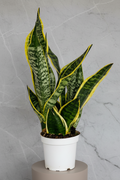 Bodur Paşa Kılıcı Sansevieria Laurentii Superba 30-40cm