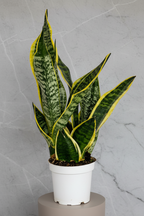 Bodur Paşa Kılıcı Sansevieria Laurentii Superba 30-40cm