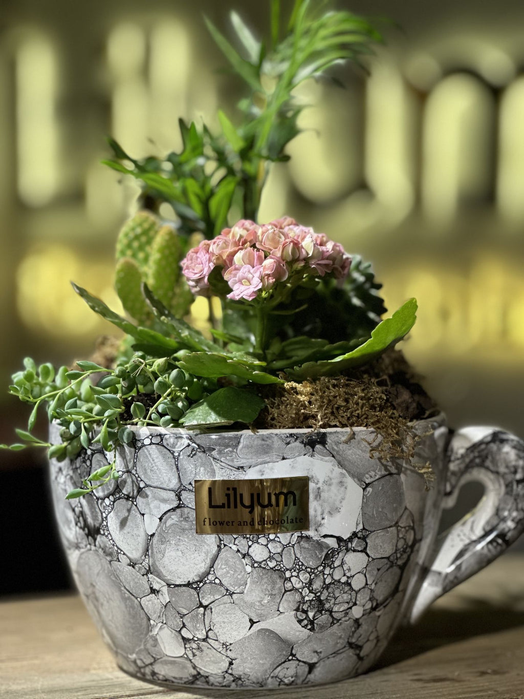 CupGarden Sukulent ve Minik Saksı Bitkisi