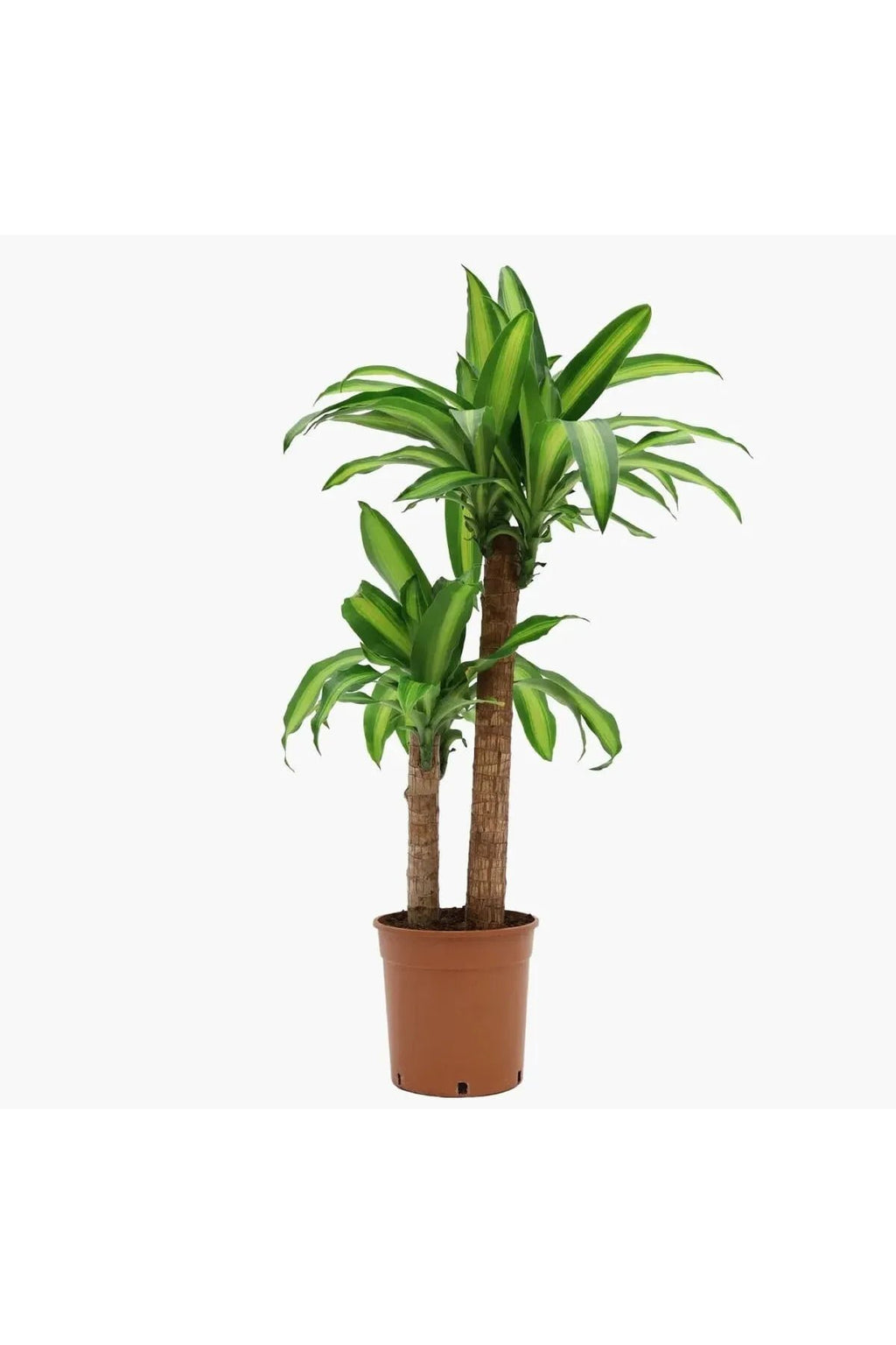 Dracaena Fragrans Massengena 2 Gövdeli Salon Bitkisi