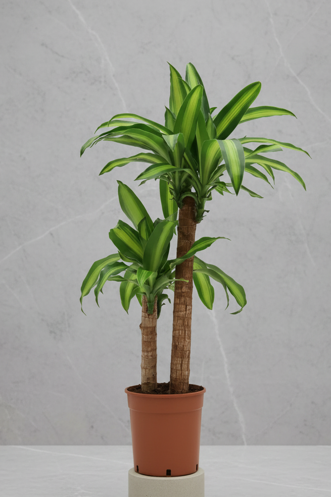 Dracaena Fragrans Massengena 2 Gövdeli Salon Bitkisi