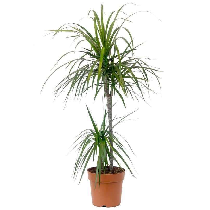 Dracaena Marginata 2 Gövdeli 130-150cm