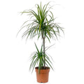 Dracaena Marginata 2 Gövdeli 130-150cm