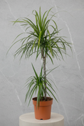 Dracaena Marginata 2 Gövdeli 130-150cm