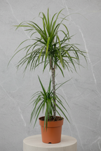 Dracaena Marginata 2 Gövdeli 130-150cm