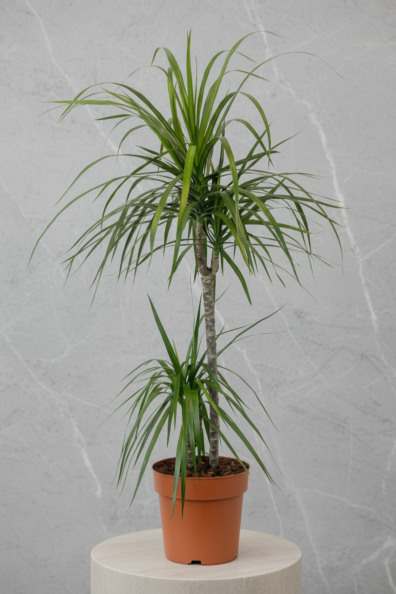 Dracaena Marginata 2 Gövdeli 130-150cm