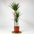 Dracaena Marginata - 3 Gövdeli 140-160 cm