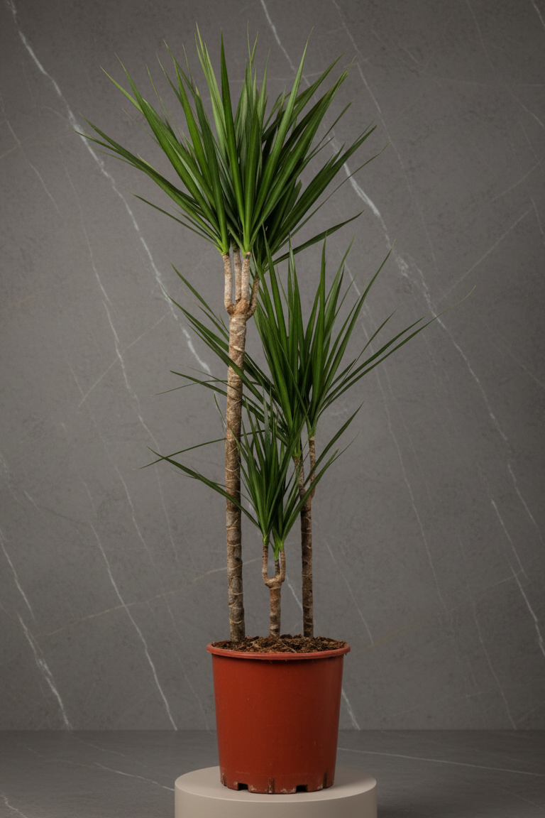 Dracaena Marginata - 3 Gövdeli 140-160 cm