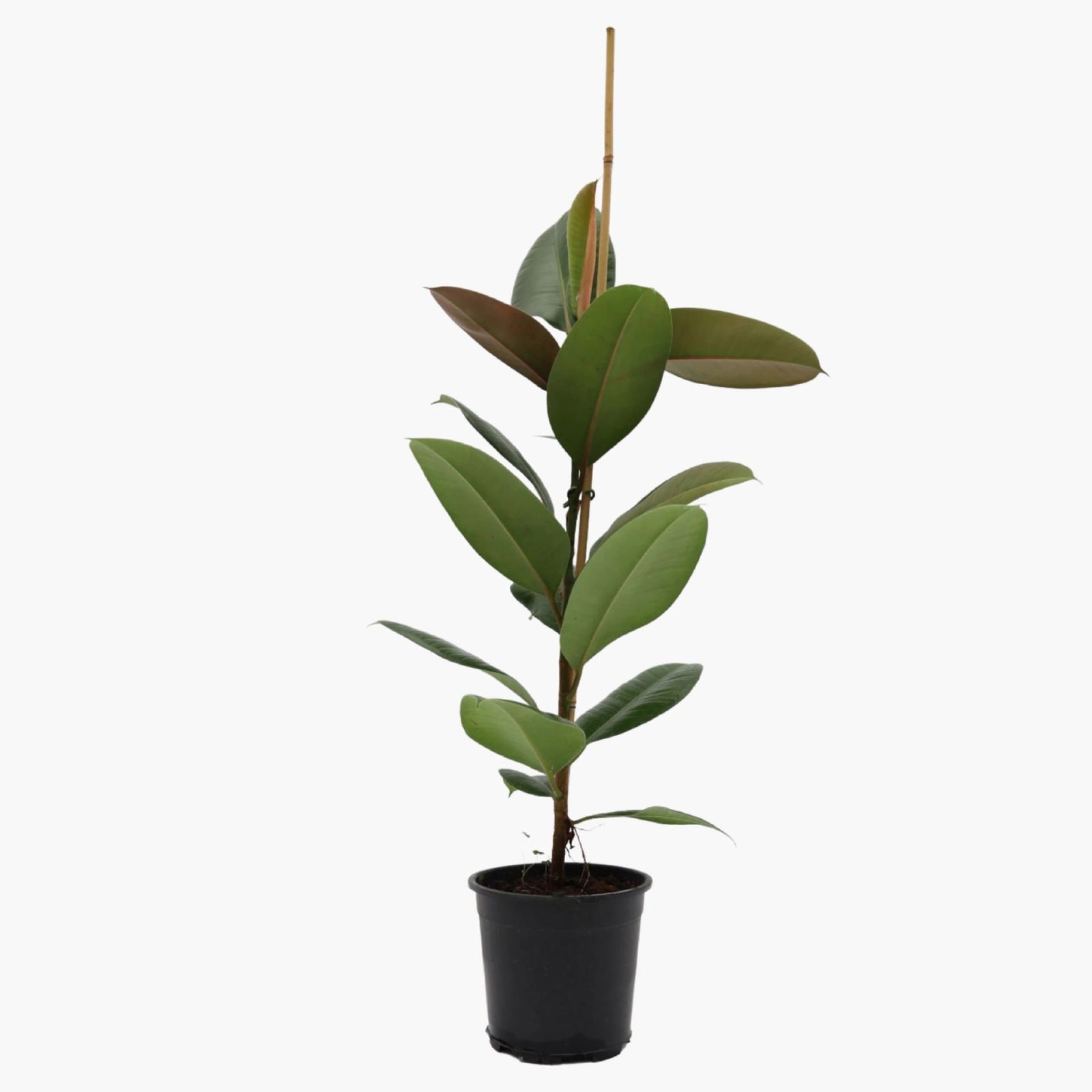 Kauçuk Çiçeği 70-100cm