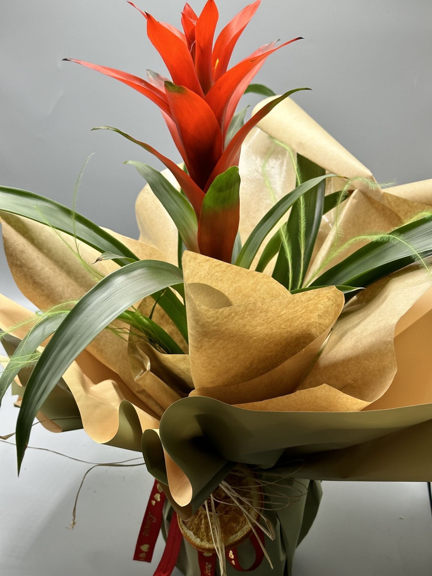 Kırmızı Guzmania Bitkisi