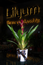Mor Guzmania Bitkisi İç Mekan Salon Bitkisi