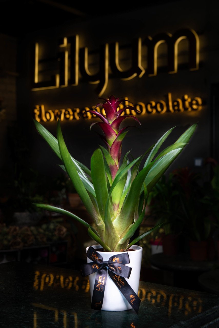 Mor Guzmania Bitkisi İç Mekan Salon Bitkisi