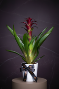 Mor Guzmania Bitkisi İç Mekan Salon Bitkisi
