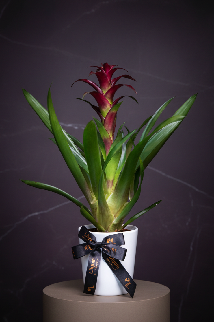 Mor Guzmania Bitkisi İç Mekan Salon Bitkisi