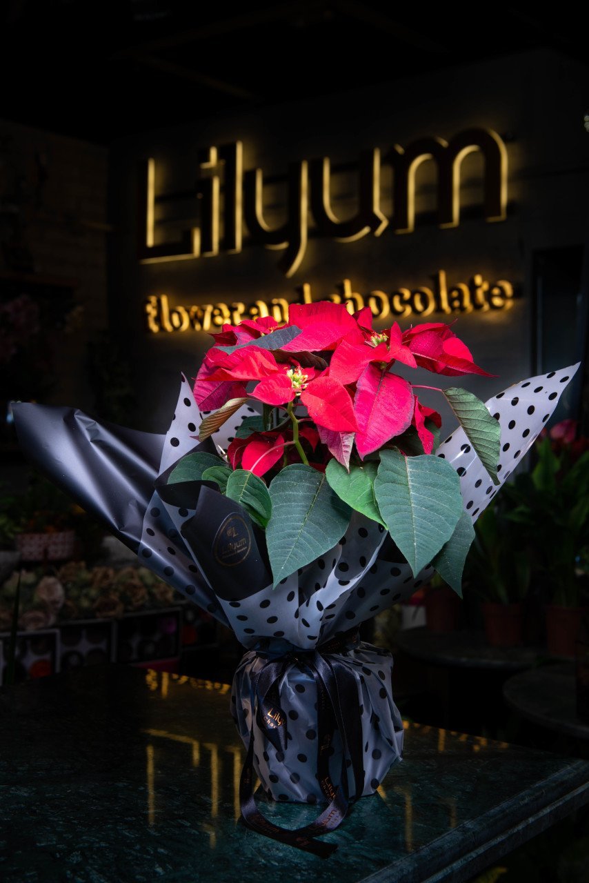 Poinsettia saksı çiçek detay görünüm