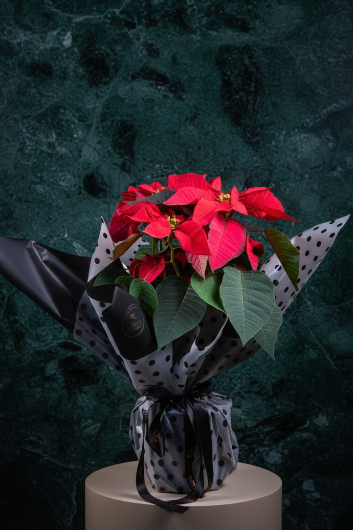 Poinsettia Atatürk çiçeği kırmızı saksı