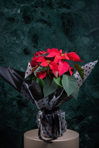 Poinsettia Atatürk çiçeği kırmızı saksı