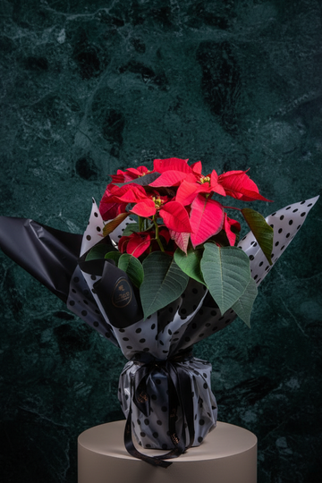 Poinsettia - Atatürk Çiçeği
