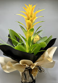 Sarı Guzmania Bitkisi