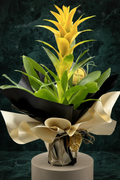 Sarı Guzmania Bitkisi