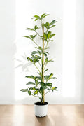 Schefflera (Şeflera) Bitkisi 70-100cm