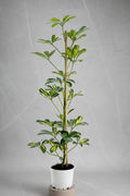 Schefflera (Şeflera) Bitkisi 70-100cm