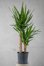 Yuka Bitkisi (Yucca Massengena) 2 Gövdeli 130-150cm