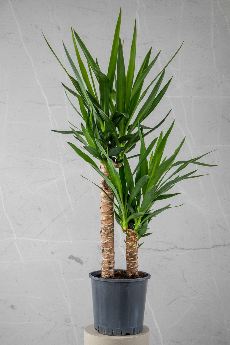 Yuka Bitkisi (Yucca Massengena) 2 Gövdeli 130-150cm