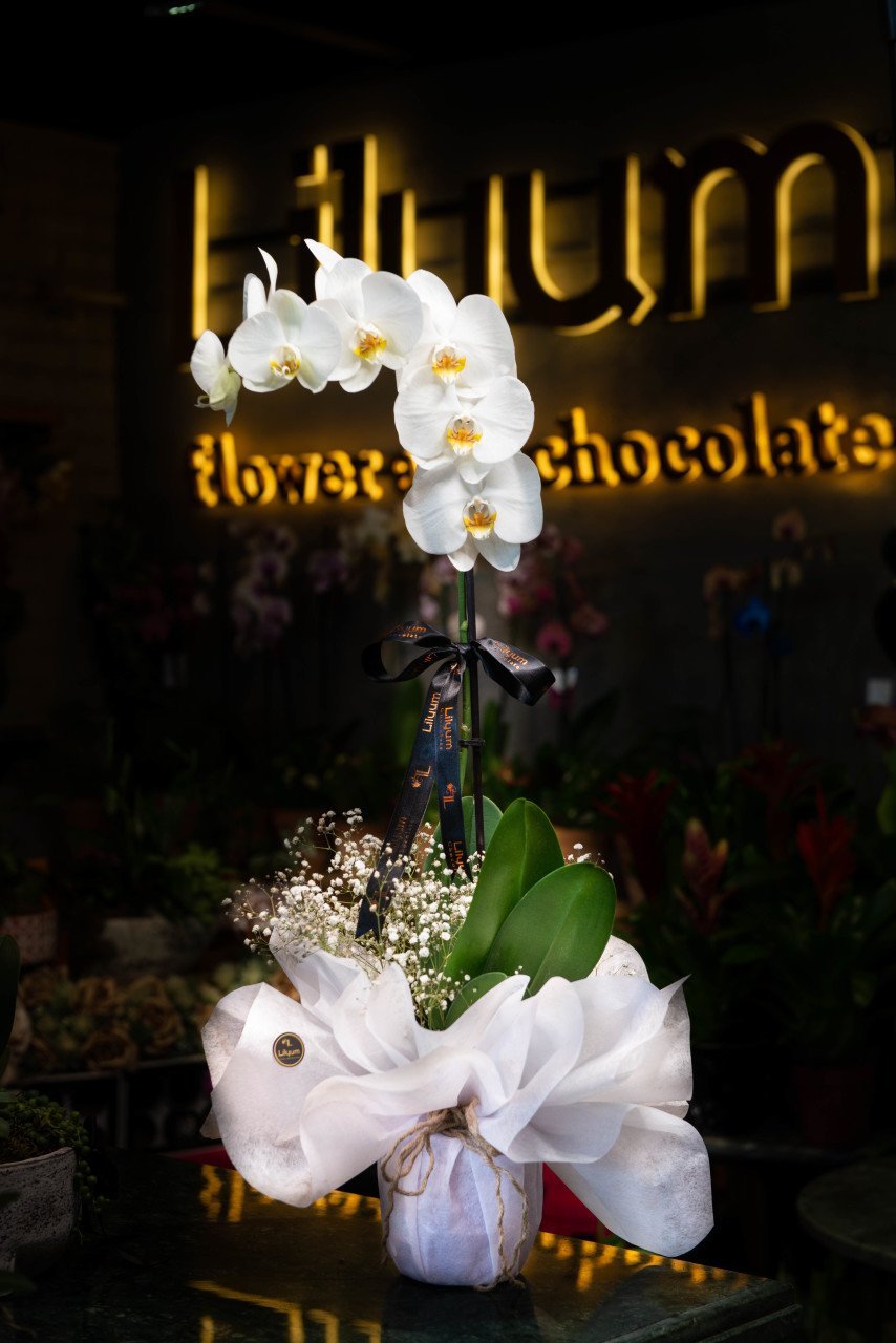 Tek Dal Beyaz Orkide Tasarım