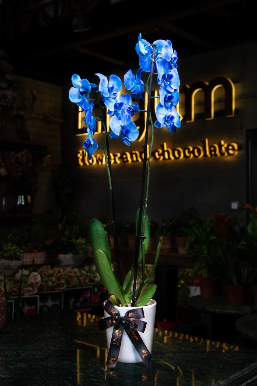 Çift Dal Mavi Orkide