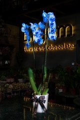 Çift Dal Mavi Orkide