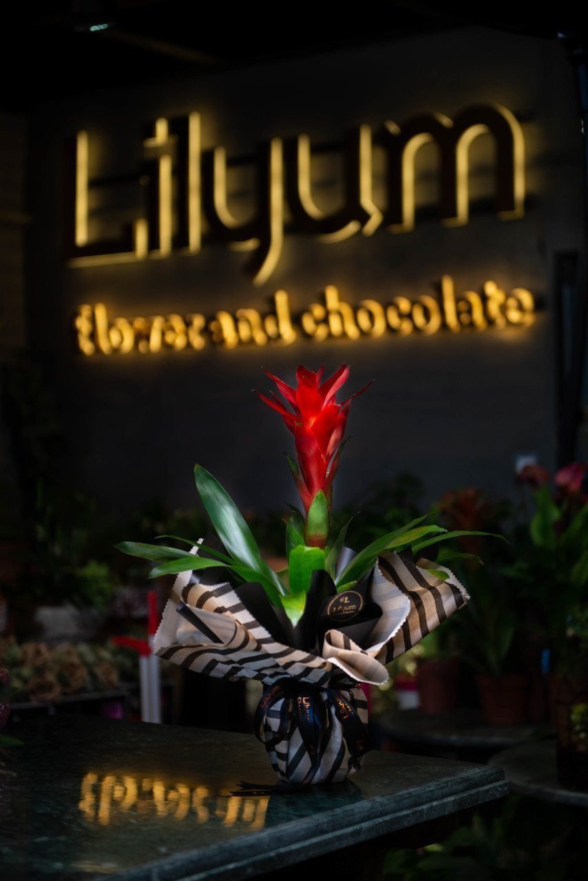 Kırmızı Guzmania Bitkisi