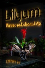 Kırmızı Guzmania Bitkisi