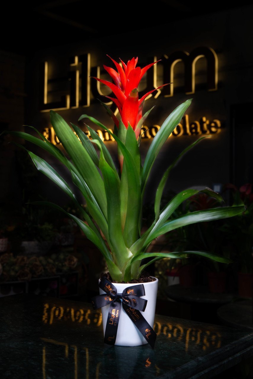 Kırmızı Guzmania Bitkisi