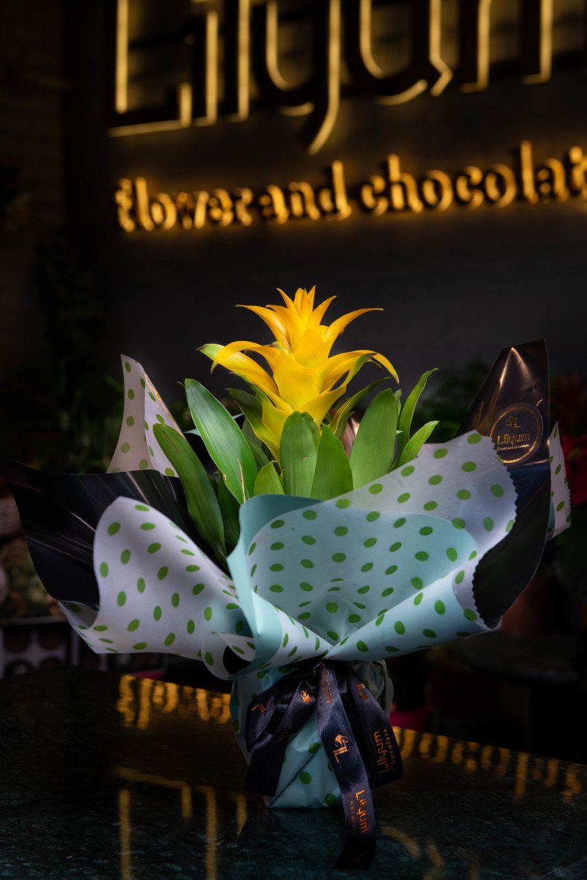 Sarı Guzmania Bitkisi