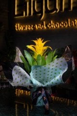 Sarı Guzmania Bitkisi