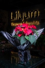 Poinsettia - Atatürk Çiçeği