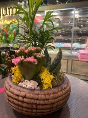 Barok Serisi Hasır Eskitme Skulent Tasarım