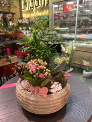 Barok Serisi Taş Eskitme Skulent Tasarım