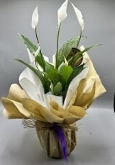 XL Spatifilyum (Barış) Çiçeği