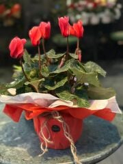 Cylamen (Tavşan Çiçeği)