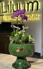 Kupa Saksıda Mini Orkideli Arajman