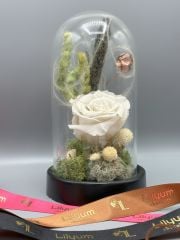 Forever White Solmayan Gül Serisi