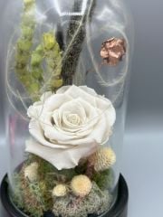 Forever White Solmayan Gül Serisi