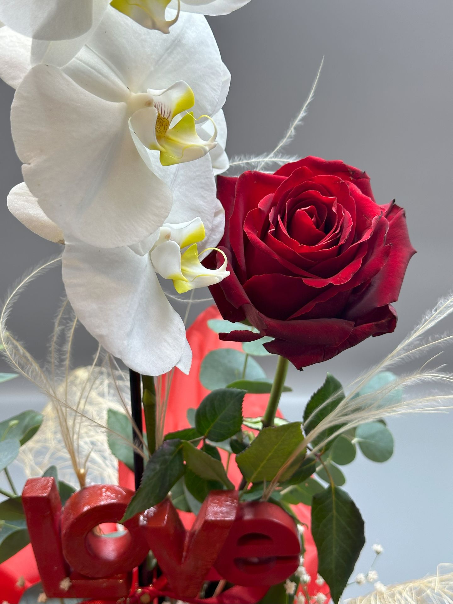 Saksıda Beyaz Orkide Tasarım