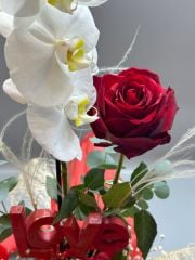 Saksıda Beyaz Orkide Tasarım