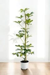 Schefflera (Şeflera) Bitkisi 70-100cm