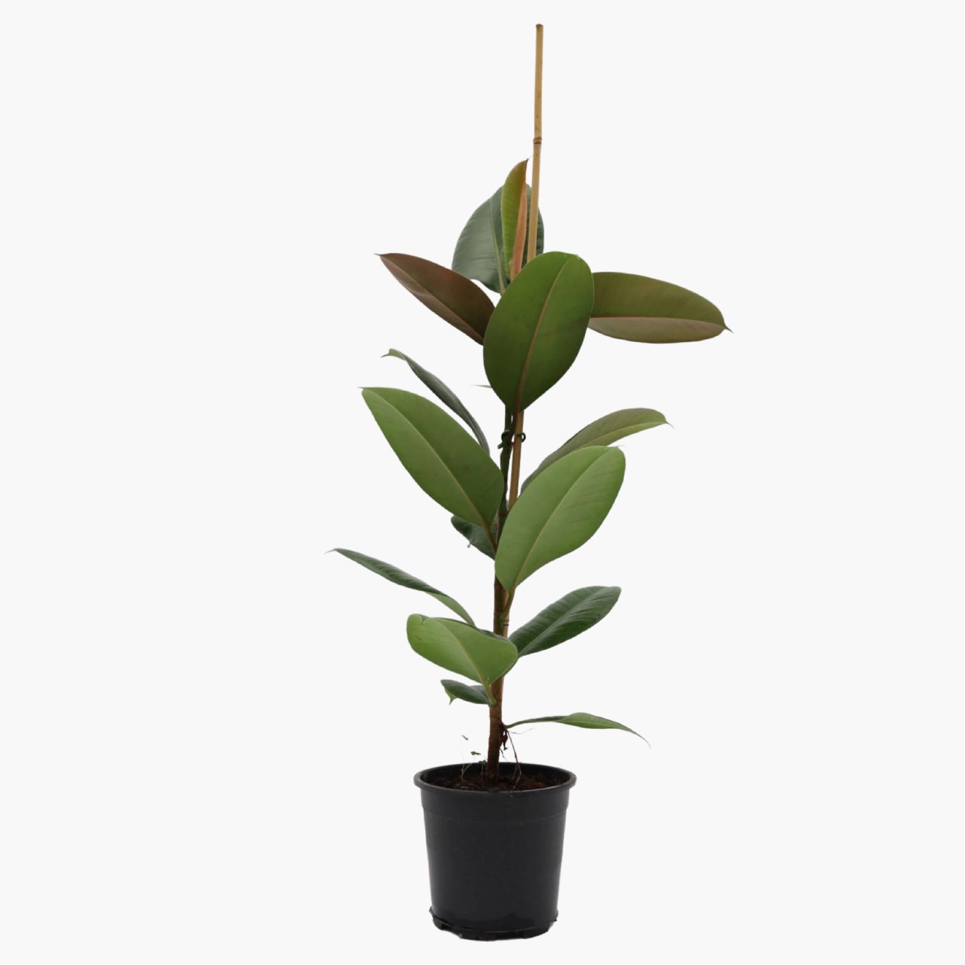 Kauçuk Çiçeği 70-100cm