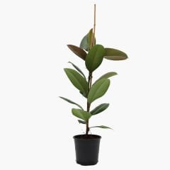 Kauçuk Çiçeği 70-100cm